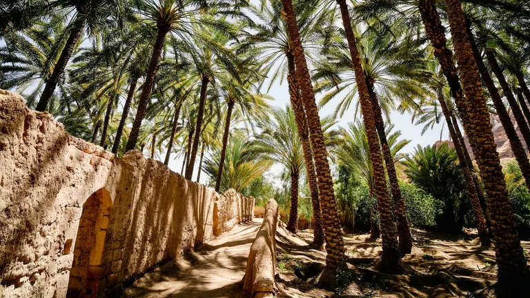 Palm groves of AlUla Oasis