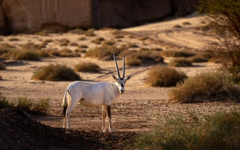 Sandstone canyon landscape in Sharaan Nature Reserve, AlUla